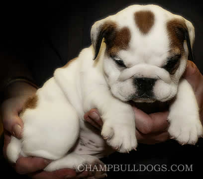 puppies picture
